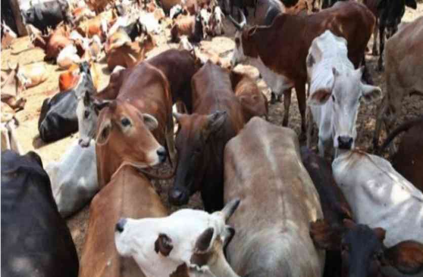 Firing between Police teams and Cow Smugglers one man arrested for Smuggling cows देर रात फिर भिड़े पुलिस व गौतस्कर, झुझुनूं से दस हजार में खरीदे तेरह गौवंश, दो लाख में बेचने की थी तैयारी