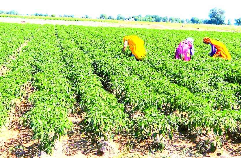 sawaimadhopur मिर्च उत्पादन में तीन गुना मुनाफा कमा रहे किसान, पिछले साल के मुकाबले मिर्च के अच्छे मिल रहे दाम