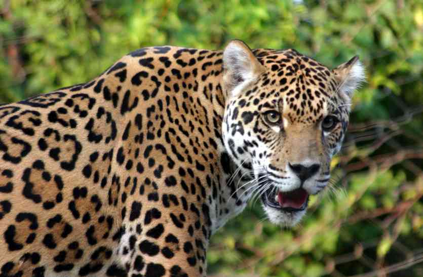 Leopard बच्चे को बचाने के लिए 15 मिनट तक तेंदुए से लड़ता रहा यह पिता