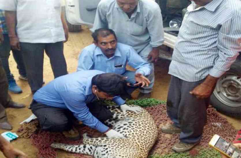 panther dead body found पैंथर ने पहले मारी जोरदार दहाड़, फिर थम गई उसकी जिंदगी