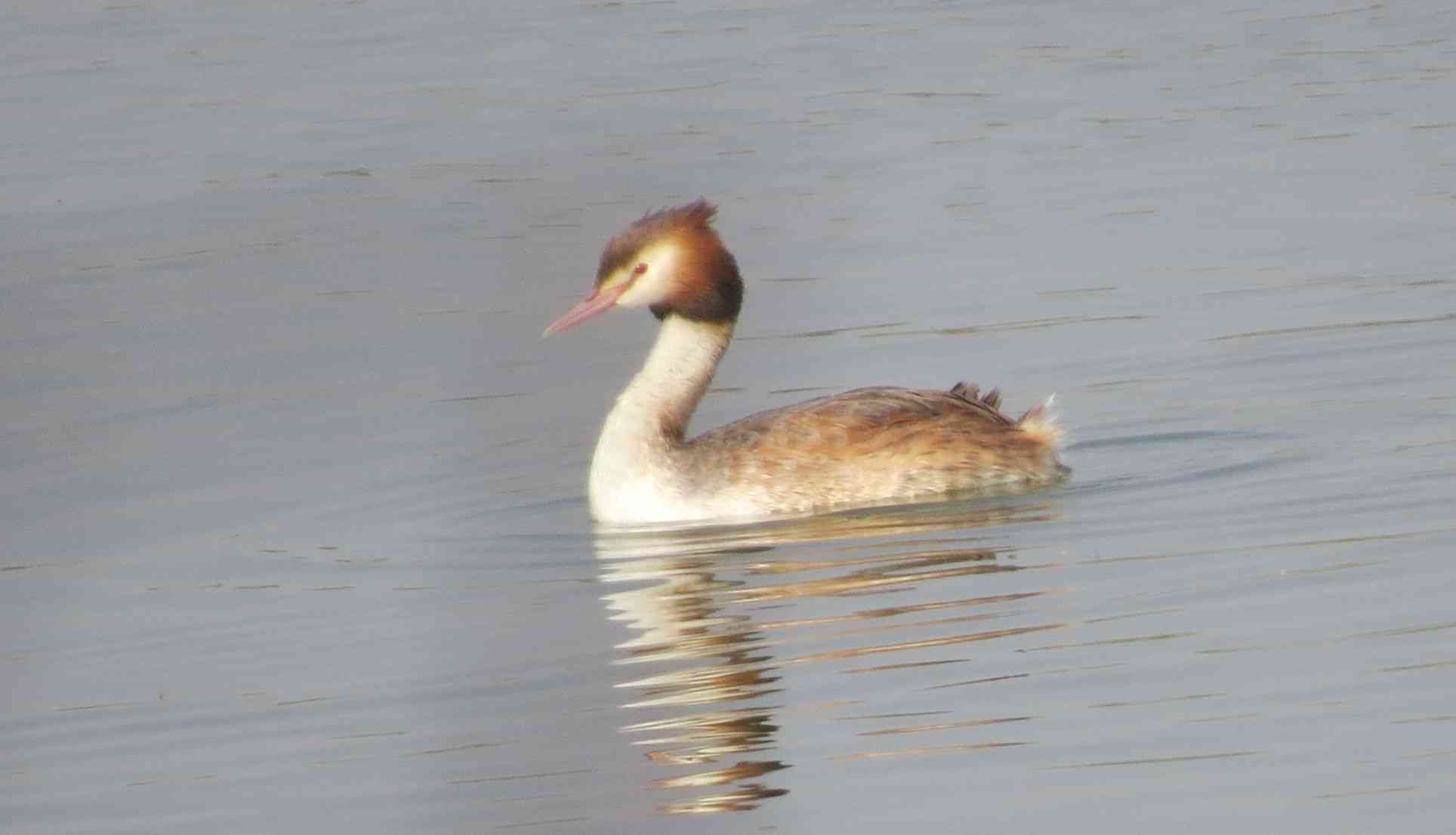 great crested grebe