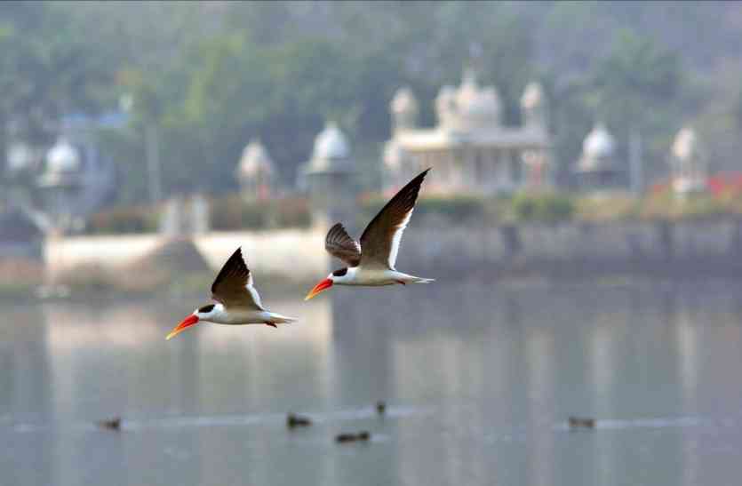 indian skimmer BIRDFAIR 2017 SPECIAL : इंडियन स्किमर को संरक्षण की जरूरत, ग्रेट क्रेस्टेड ग्रिब भारत में बहुत कम दिखने वालों में से