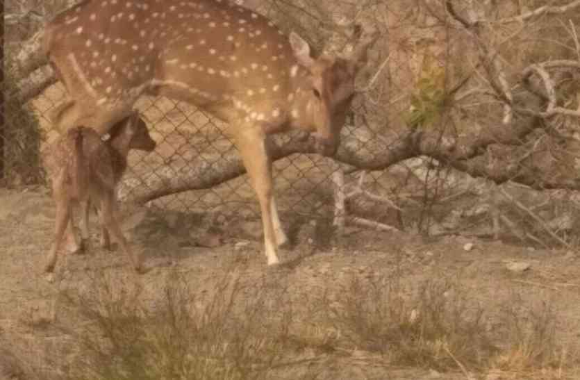 MINI ZOO उदयपुर के एक होटल का मिनी जू हुआ पूर्णतया बंद, चीतल बाघदड़ा छोड़े बाघदड़ा नेचर पार्क में