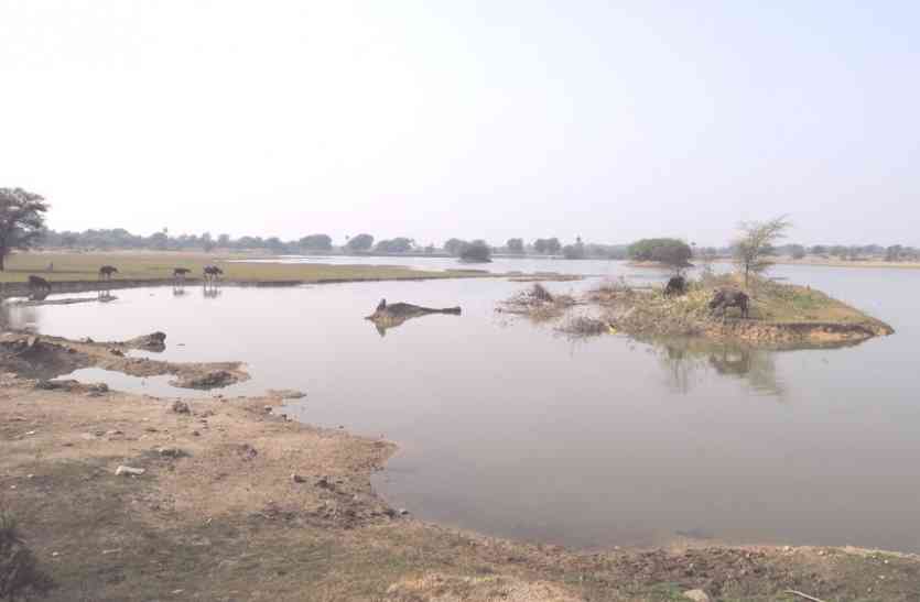 Chittorgarh,Bird lovers,Bird watching,udaipur hindi latest news,udaipur latest hindi news, मेवाड़ में पक्षियों के लिए जन्नत हैं बड़वाई तालाब, यहां पहुंचते हैं प्रवासी पक्षी