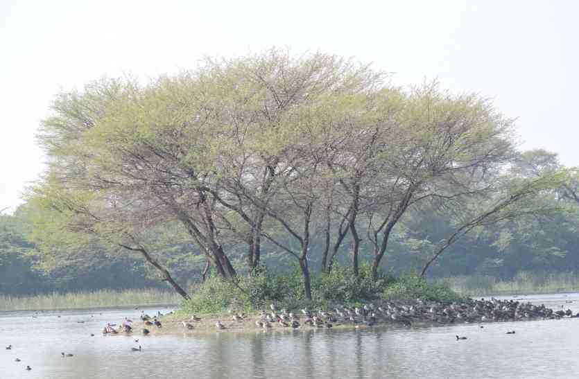 kishan kareri pond Udaipur Bird Festival: सारस की तेज आवाज आए तो जानिए किशन करेरी आ गया
