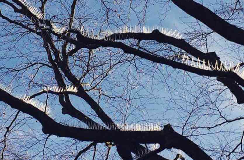 tree पेड़ पर आशियाना बनाए परिंदों से चिढ़ रहा था ये शख्स, फिर पार की दरिंदगी की सभी हदें