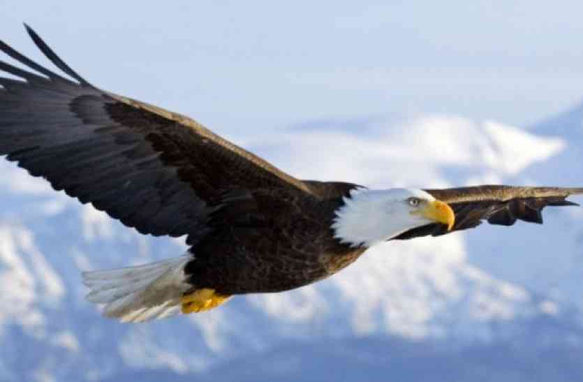 BIRD FAIR FESTIVAL 2017 menar udaipur BIRD FAIR: गरुड़ सहित टीमों के नाम हुए घोषित, कल से शुरू होगा बर्ड फेयर
