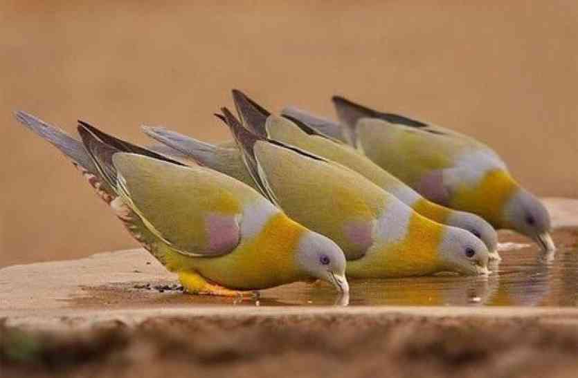 BIRD FAIR 2017 IN UDAIPUR video:पहली बार आज उदयपुर में बर्ड रेस, सुबह निकली टीमें