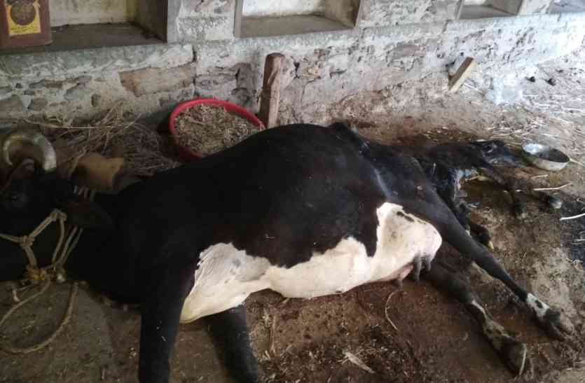 animal died, menar यहां रहस्यमयी तरीके से हर दिन हो रही पशुओं की मौत, आखिर क्या है इन मौतों का राज
