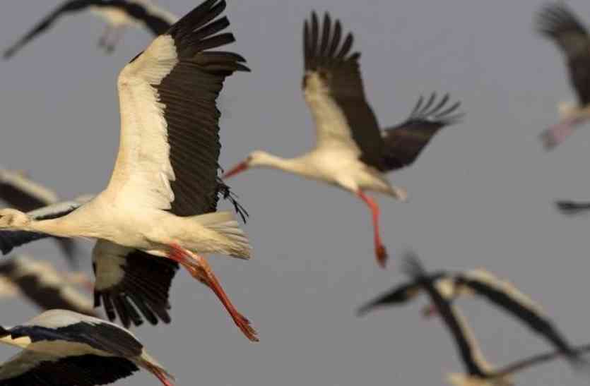 BIRD FAIR FESTIVAL 2017 SPECIAL UDAIPUR VIDEO बर्ड फेस्टिवल विशेष : वैज्ञानिकों एवं पक्षीविदों का पसंदीदा स्थल है बर्ड विलेज मेनार