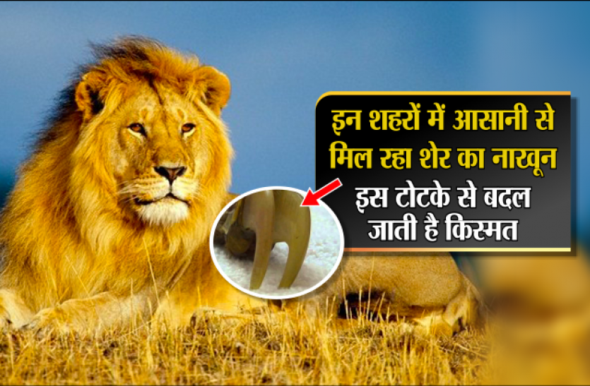 Sher Ka Nakhun Lions Nail Price Benefits And Black Magic इन शहर म आस न स म ल रह श र क न ख न इस ट टक स बदल ज त ह क स मत Patrika News