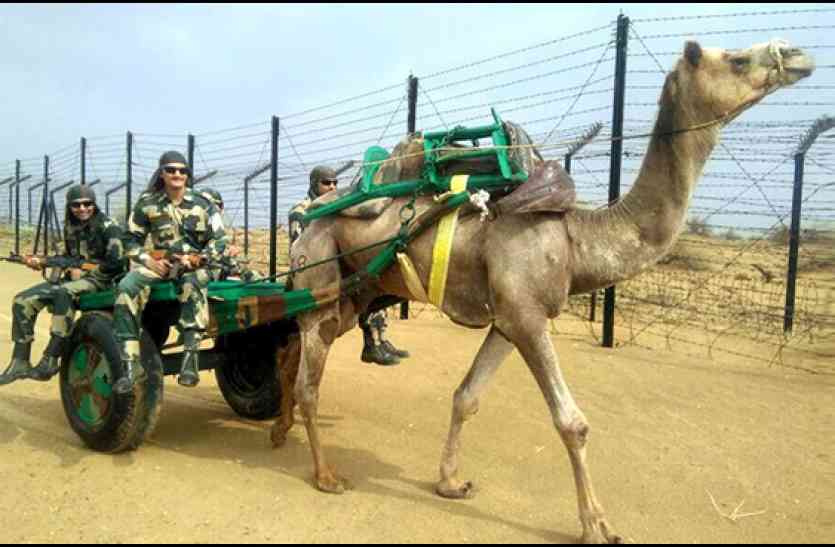 Indian Army Plans To Use Camels For Patrolling च न क हरकत पर नजर रखन क ल ए लद द ख म ऊ ट पर गश त कर ग स न Patrika News