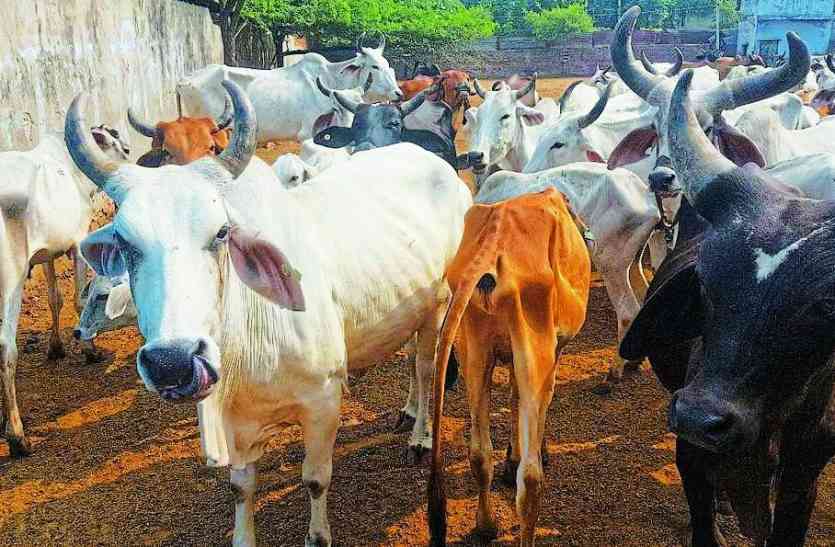 cow smugglers inject into the neck of cows गर्दन पर लगाते हैं इंजेक्शन, गले में ही दब जाती है पशु की आवाज