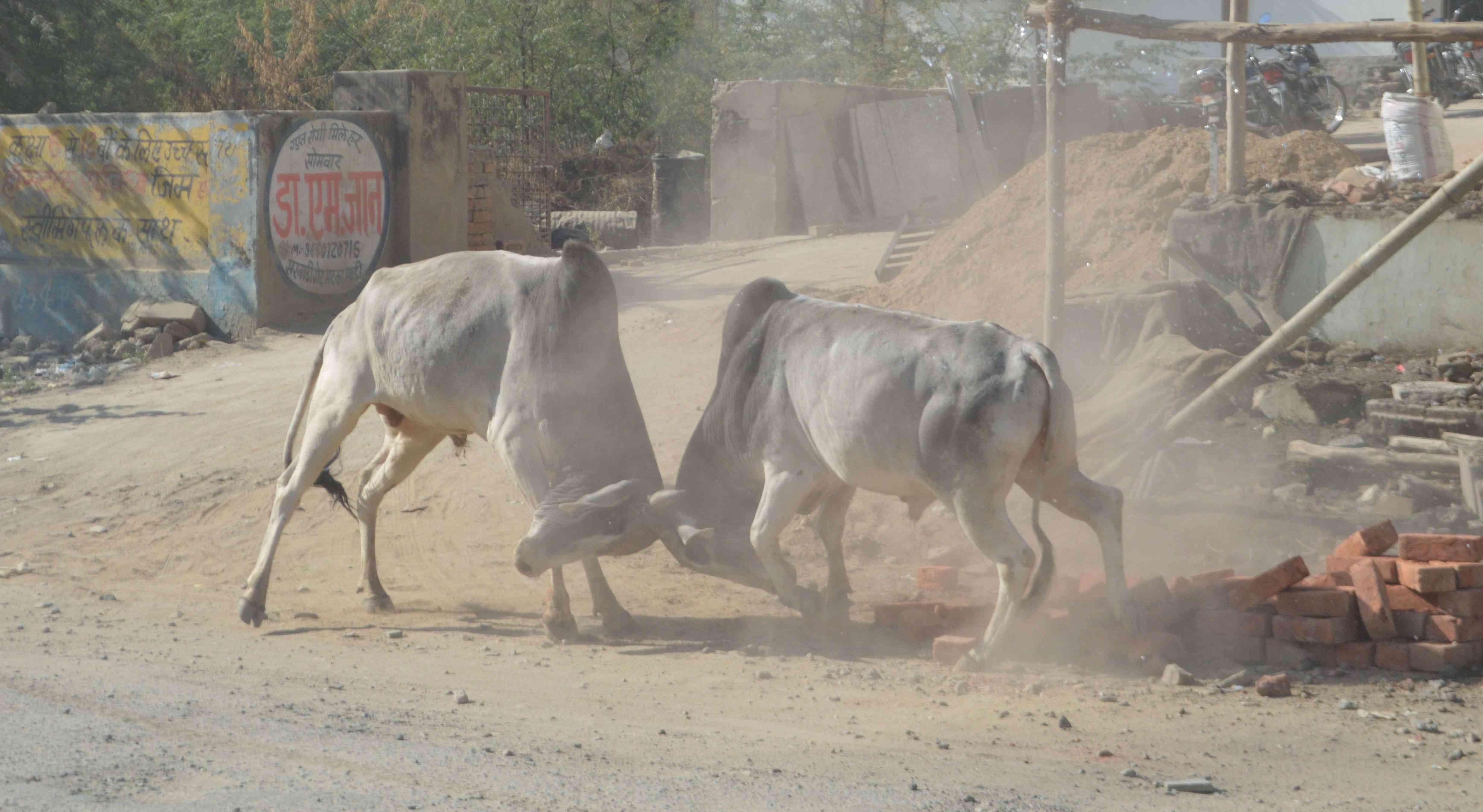 pics of Bull fighting pics of Bull fighting