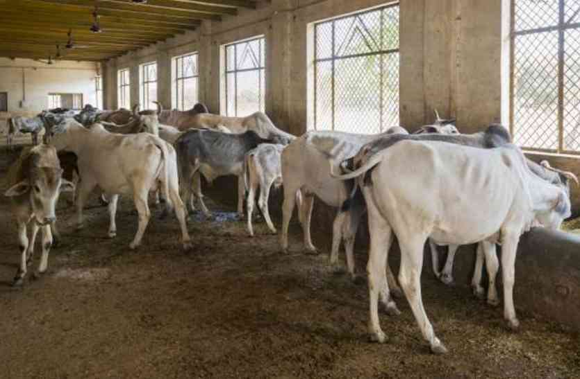 cow smugglers inject on neck of cows गोवंश की आवाज दबाने के लिए गोतस्कर करते हैं कुछ ऐसा, जानकर हैरान रह जाएंगे आप