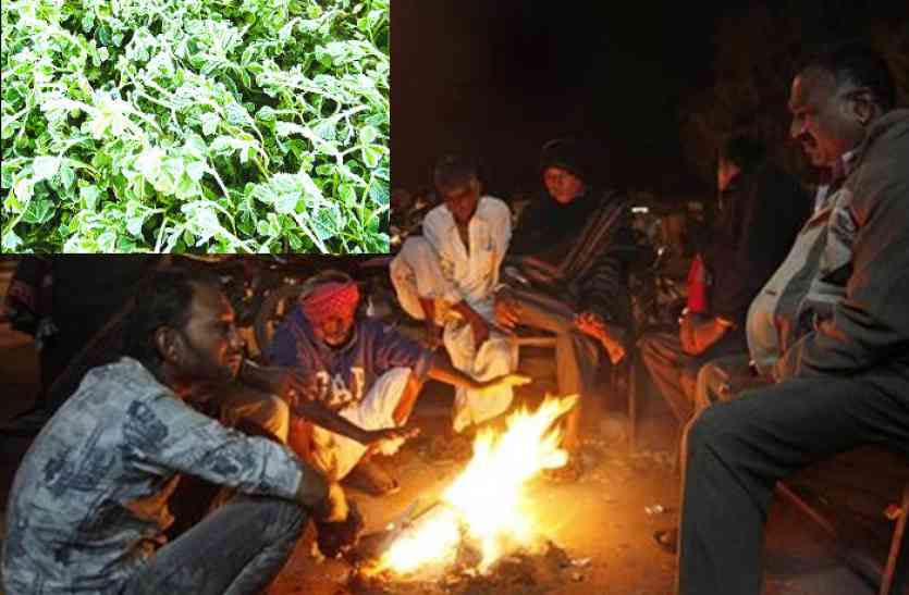 cold दौसा में जमी बर्फ, अब राजधानी की बारी! बीती रात जयपुर की सबसे सर्द रात