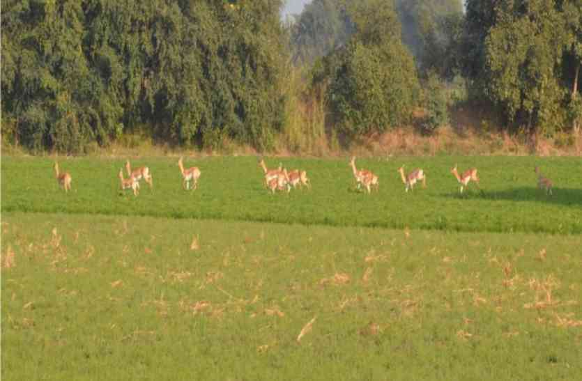 Swarm of deer खेतों में घूम रहे हिरन के झुंड, फसलें हो रहीं चौपट