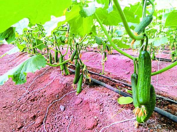 Indian Farmer Produce Netherlands Cucumber Earn 2 lac इंजीनियरिंग छोड़कर थामा इटालियन ककड़ी का दामन, फिर हुए कुछ ऐसा चमत्कार