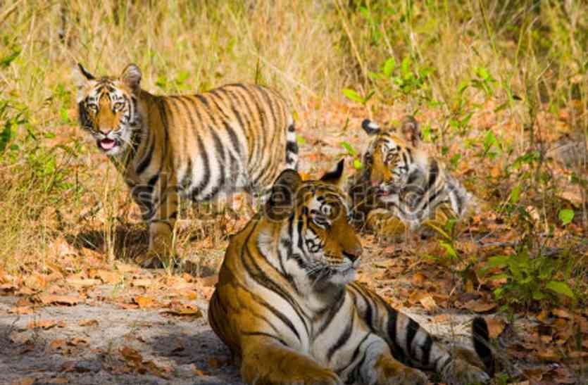 Nineteen tiger seen in Bandhavgarh one day बांधवगढ़ में एक दिन में दिखे उन्नीस बाघ