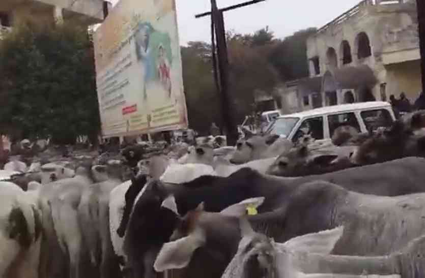 People facing problem due to anna animal in Jalaun UP hindi news अन्ना जानवरों से परेशान किसानों ने तहसील परिसर में छोड़े जानवर, मची अफरा-तफरी
