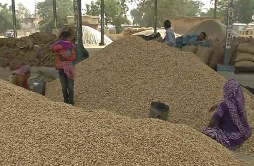peanut अब मूंगफली बेचने वाले किसानों को नापनी पड़ेगी इतने किलोमीटर की दूरी