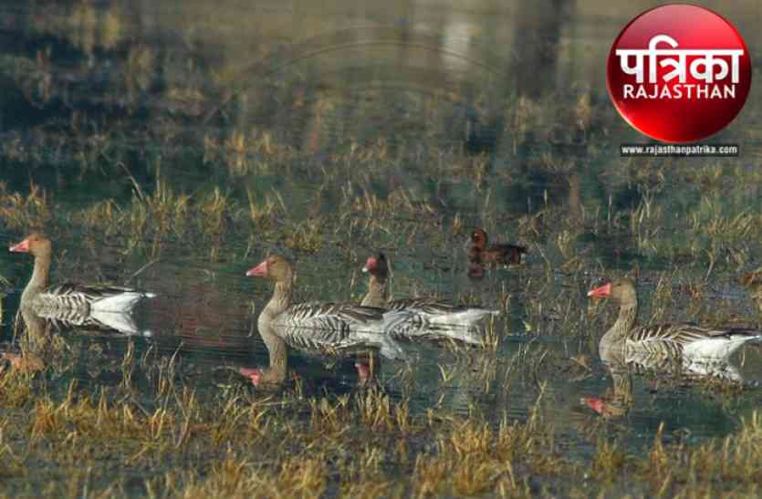 bird आओ बचाएं पक्षी... पांच से दस हजार किलोमीटर का सफर करता है ग्रे लेग गूज