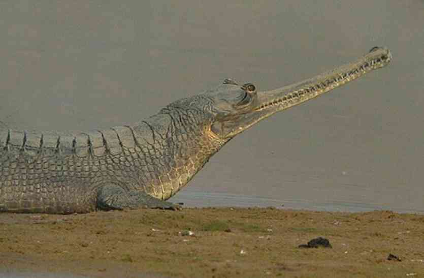 National chambal sanctuary राष्ट्रीय चंबल सेंचुरी में मछुआरों का शिकार बन रहे जलजीव, खत्म होने की कगार पर घड़ियाल