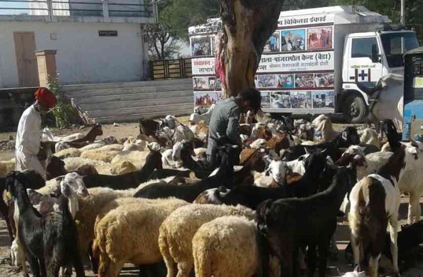 goshala news पढ़े : गोशाला खोली, ट्रस्ट बनाया और 20 साल में करवाया 15 लाख पशुओं का उपचार