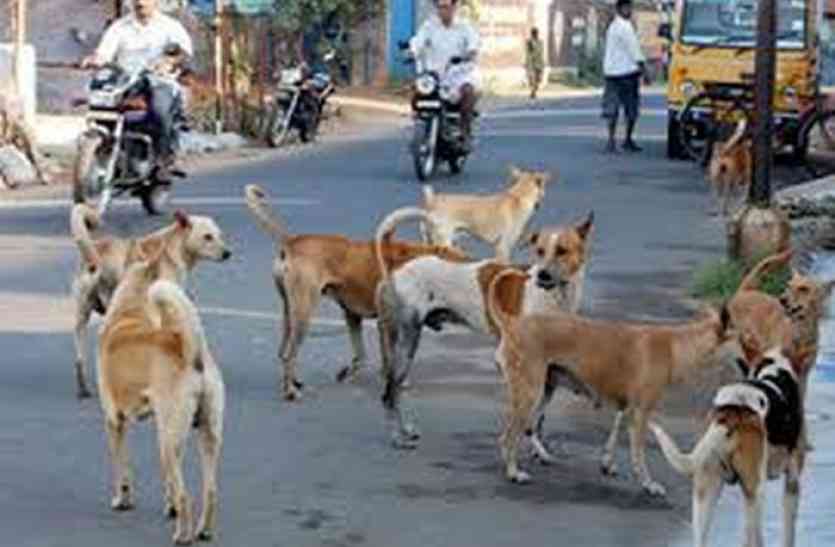 kolkata, West Bengal कोलकाता में आवारा कुत्तों की अब शामत