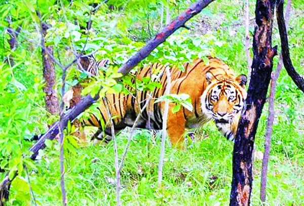 Golden chance for the calculation of tigers आपको चाहिए बाघों का साथ तो ऐसे मिल सकता है मौका