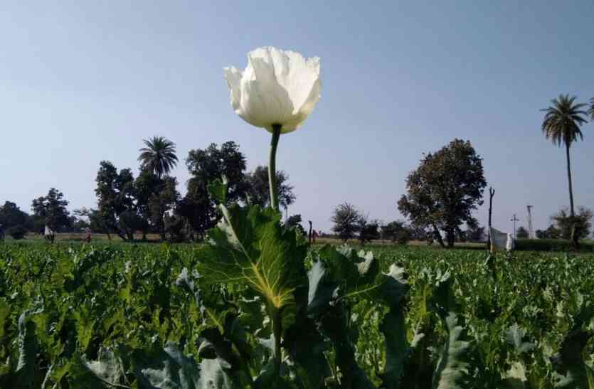 Black Gold In The Fields ख त म लहलह रह क ल स न Patrika News