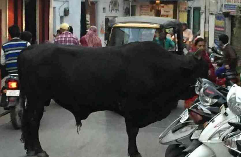 bull in jaipur सांड से पर्यटक की मौत का ठीकरा 1056 भूखंडधारियों पर फूटेगा...पढ़िए कैसे ?