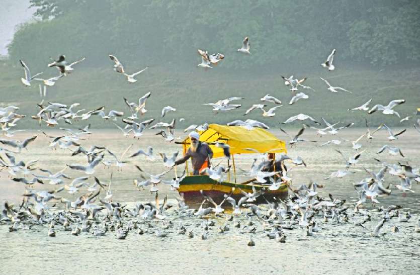 comman crane bird was dead due to eating more gram इस वजह से हुई प्रवासी पक्षी कॉमन क्रेन की मौत, कारण जानेंगे तो चौंक जाएंगे आप...