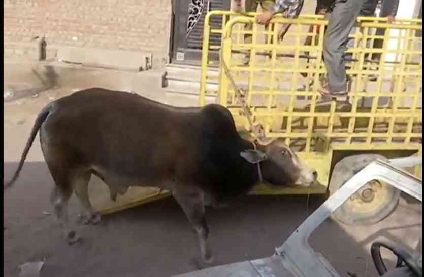 Stray bull शहर में सांड का उत्पात, हो गए कई लोग घायल