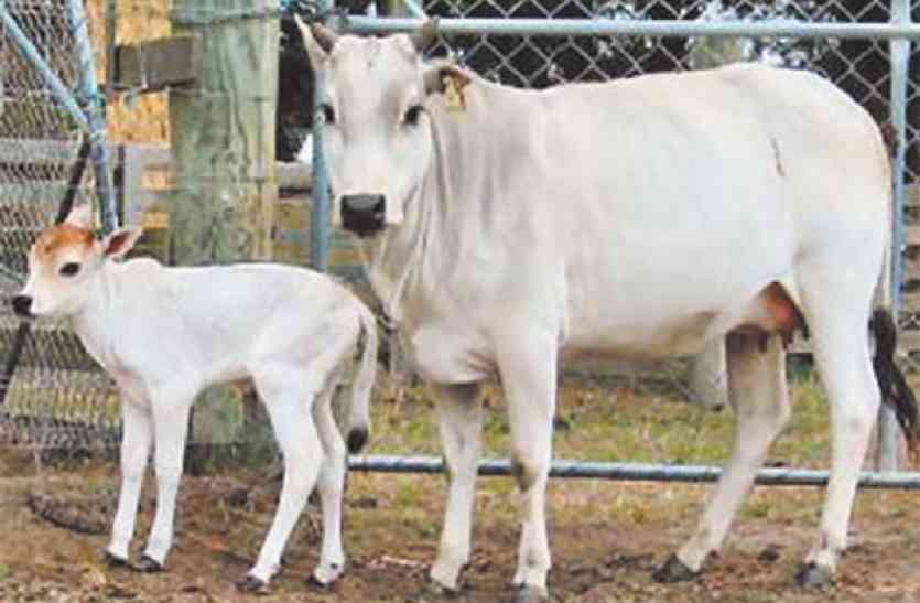 animal hospital पशुपालकों के लिए खुशखबरी: जर्जर पशु चिकित्सालयों का होगा जीर्णोद्धार मिलेगी सुविधा
