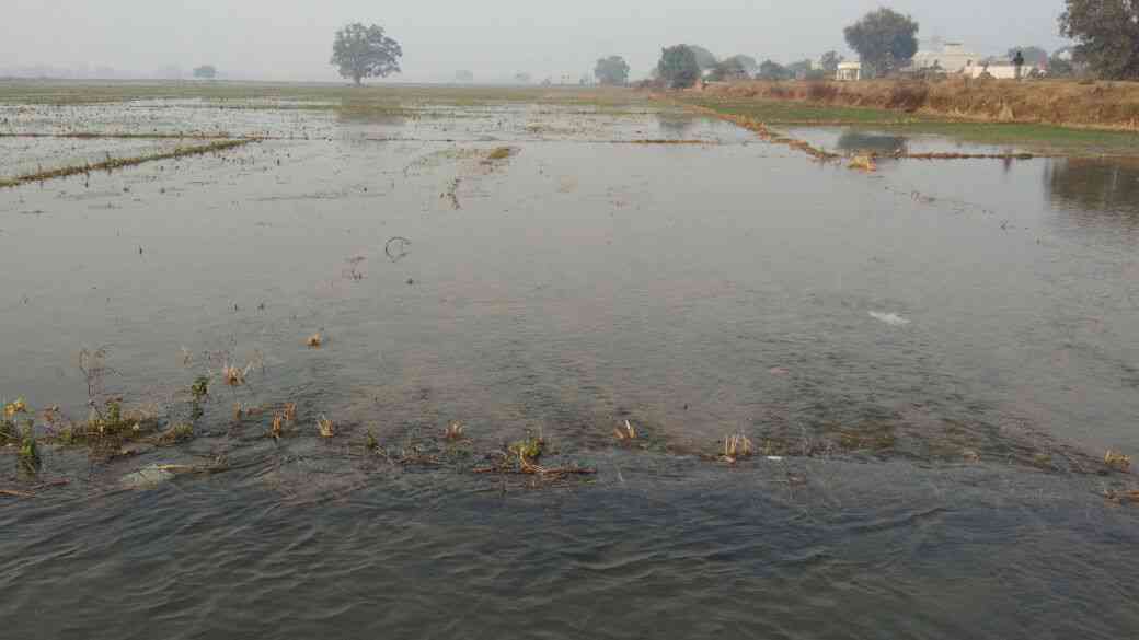 farmers Farm drown in flood farmers Farm drown in flood