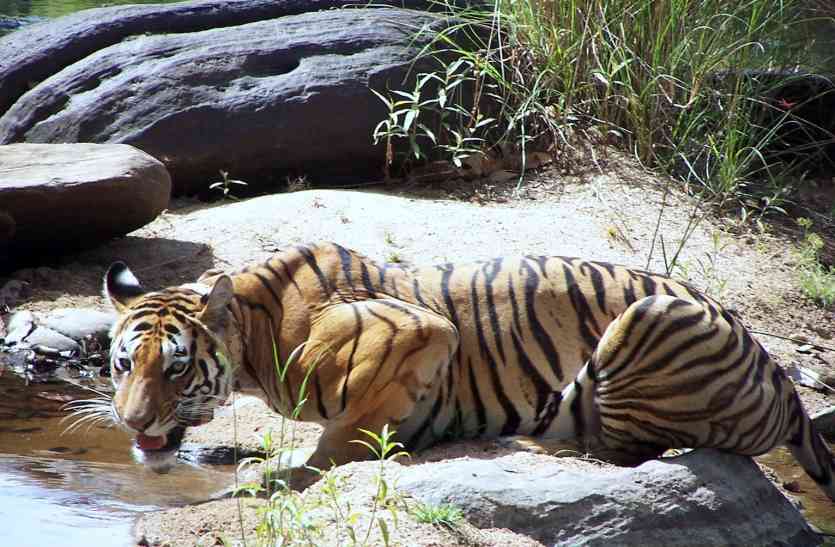 careful ! Tigers are roaming with their children here सावधान ! यहां अपने बच्चों के साथ घूम रही है बाघिन