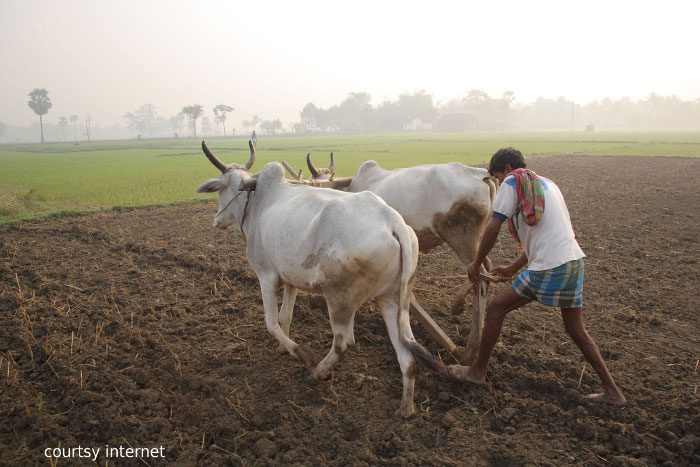 Bumper Rabi Crop in Singrauli Madhya pradesh धान के बाद अब रबी की फसलों से भरेगा किसानों का भंडार