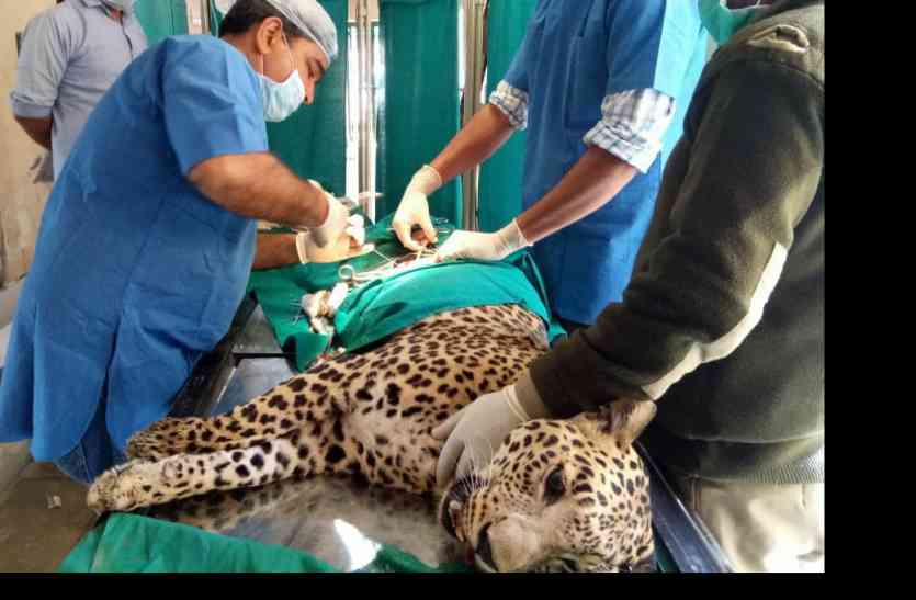 panther सज्जनगढ़ बायो पार्क की रानी थी बीमार, चिकित्सकों नेे किया सफल ऑपरेशन