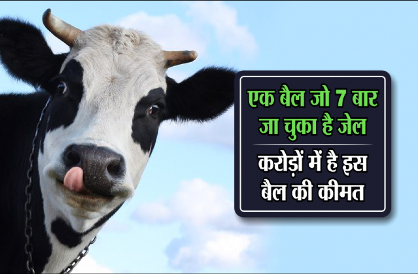 cmhelpline एक बैल जो सात बार जा चुका है जेल, करोड़ों में है इस बैल की कीमत