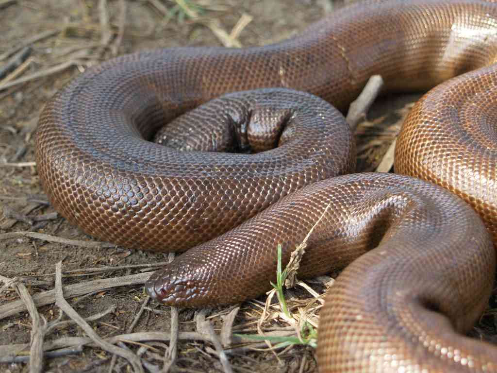 eating-red-sand-boa-snake-gives-supernatural-powers-to-human-know-more