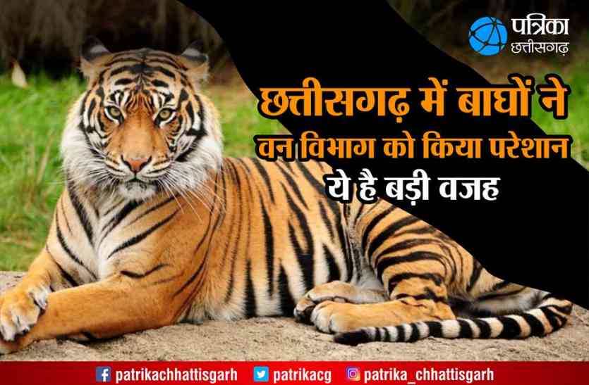 cg news Analysis News: छत्तीसगढ़ में बाघों ने वन विभाग को किया परेशान, ये है बड़ी वजह