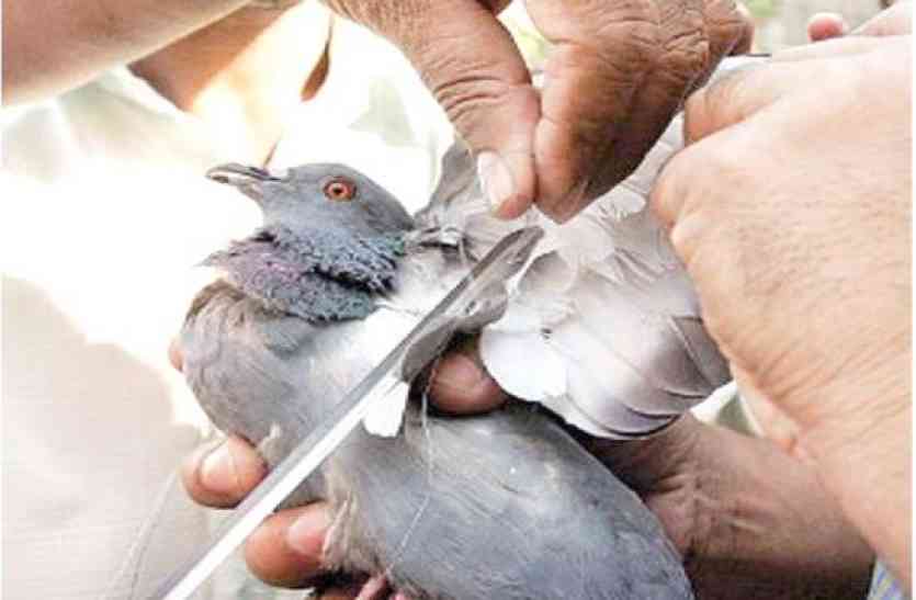 injurd bird, AMC उत्तरायण पर जख्मी होने वालों के लिए विशेष हेल्पलाइन