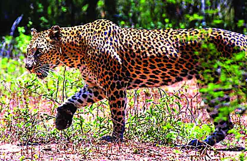 Leopard hunting तीन बच्चों को अपना शिकार बना चुका तेंदुआ अब मवेशियों को बना रहा शिकार