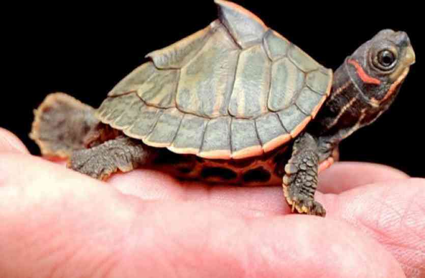 pond turtle बीहड़ से गायब हुई वन्यजीव की नौ प्रजातियां