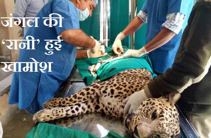 panther rani died उदयपुर के सज्ननगढ़ बायो पार्क की पैंथर ‘रानी’ हमेशा के लिए खामोश, बीमारी से हुई मौत