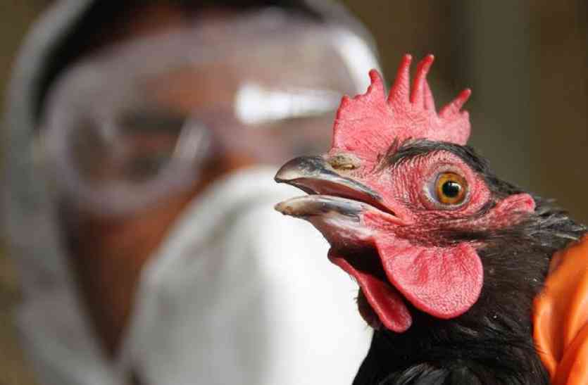 Bird Flu पशुपालन मंत्री ने किया बर्ड फ्लू से इनकार