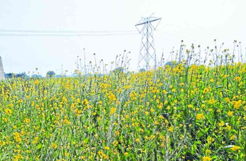dhan bumpers production in singrauli madhya pradesh धान के बंपर उत्पादन के बाद रबी की फसलों से भरेगा किसानों का भंडार, ये है कृषि विभाग की रिपोर्ट