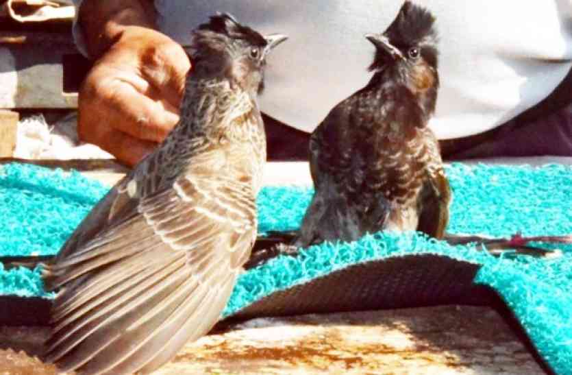 Bulbul Dangle मकर संक्रांति पर यहां होता है अनोखा दंगल, जहां आखड़े में इंसान नहीं, होती है बुलबुल