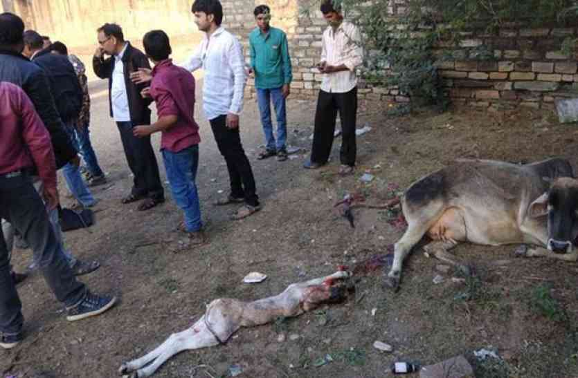 जिम्मेदारों का फोन बंद, आखिर मर गया बछड़ा जिम्मेदारों का फोन बंद, आखिर मर गया बछड़ा